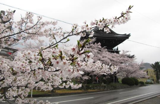 13年　根来寺の桜