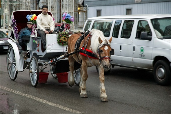 horse-drawn-carriage-street.jpg