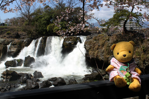 桜と滝とくまちゃん・0403