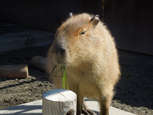 kapibarasann.jpg