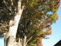 秋色の欅