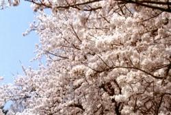 再び、咲き誇る海坂の桜