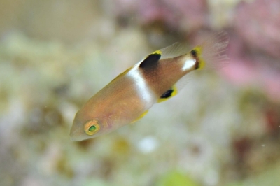 タキベラ幼魚