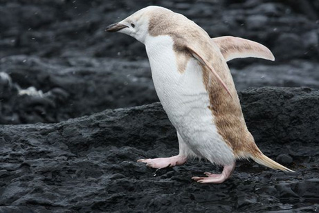 all-white-penguin-spotted_46843_big.jpg