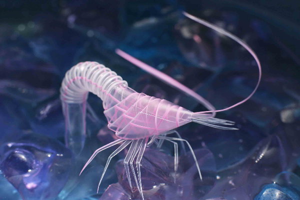 japanese-straw-shrimp.jpg