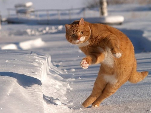 cat in snow1