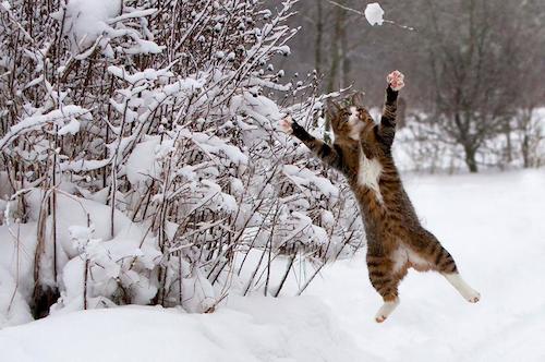 cat in snow1／5