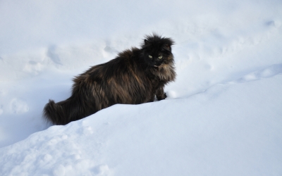 cat in snow8