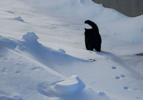 cat in snow6