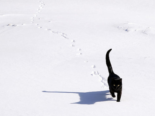 cat in snow16