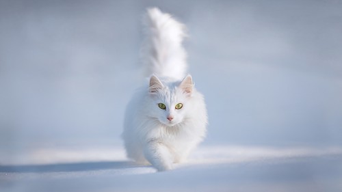 cat in snow15