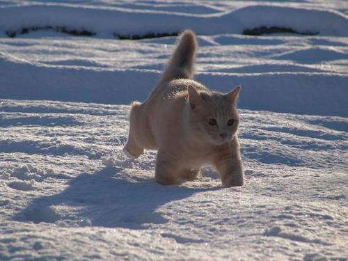 cat in snow11