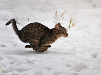 cat in snow9