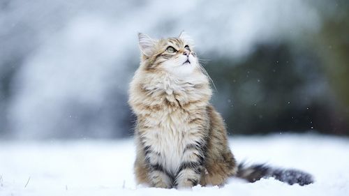 cat in snow3