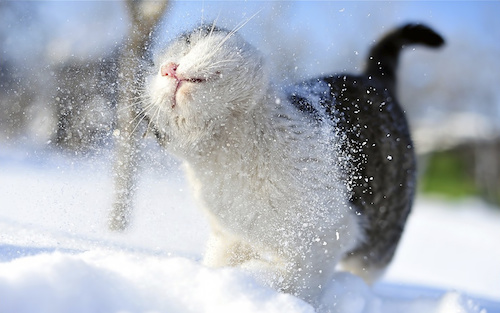 cat in snow14