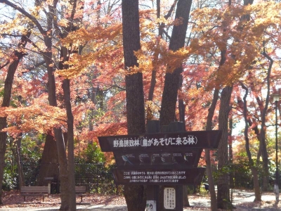 石神井公園20131222
