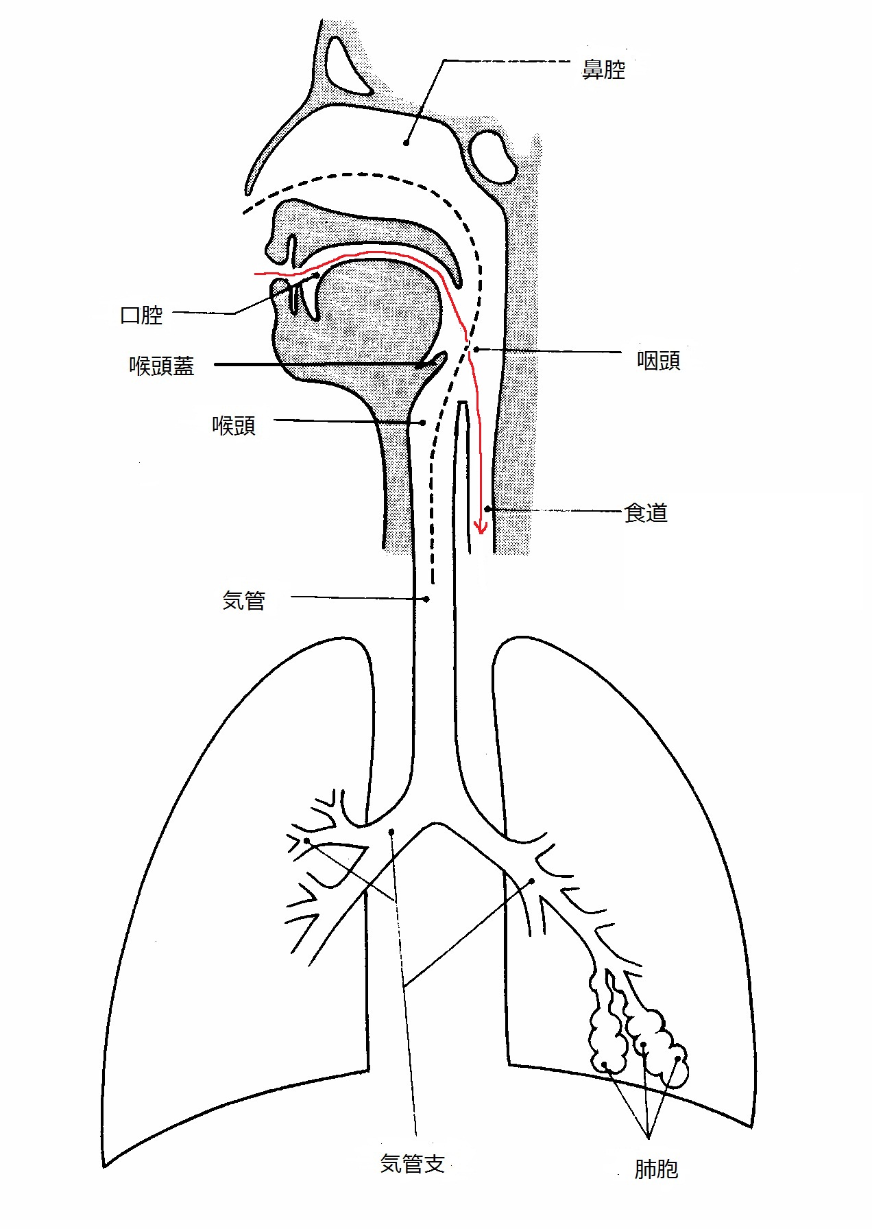 気管 と 食道 の 位置 関係