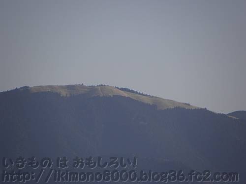 富田林市の錦織公園展望台から見た岩湧山山頂
