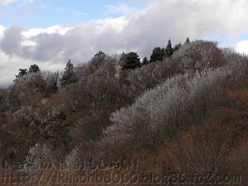 ちょっとだけ樹氷がついている展望台から見た和泉葛城山のブナ林