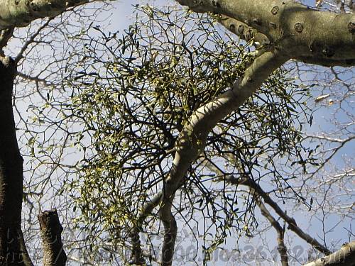 和泉葛城山のブナの巨木のヤドリギ