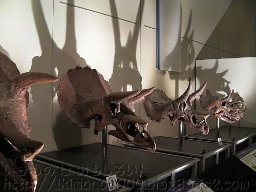 成長順に並ぶトリケラトプスの頭の化石