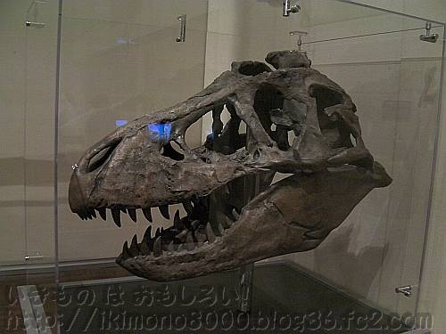 世界最大のティラノサウルスの頭の化石の実物