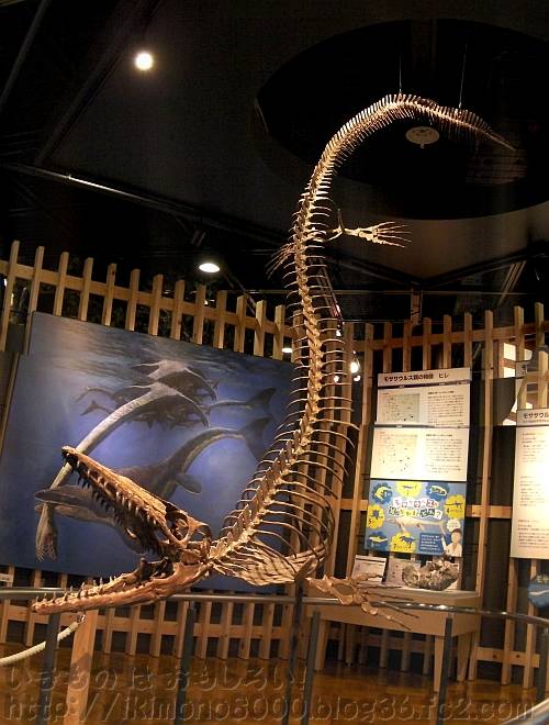 モササウルス「クリダステス・プロピトン（アメリカ）」の全身復元骨格模型