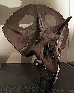 トロサウルス（トリケラトプスの成体）「新説・恐竜の成長」［大阪市立自然史博物館］