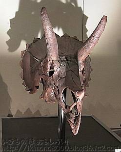 トリケラトプスの大型幼体「新説・恐竜の成長」［大阪市立自然史博物館］