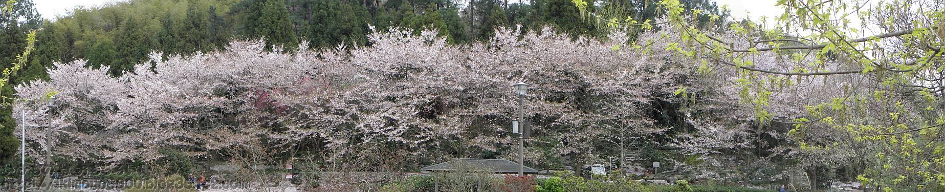 ぎりぎりセーフ？の花の文化園の福祉花壇の桜（ソメイヨシノ？）
