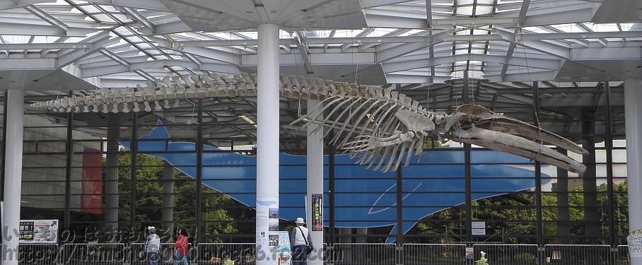 大阪市立自然史博物館の屋外に展示されているナガスクジラのナガスケ
