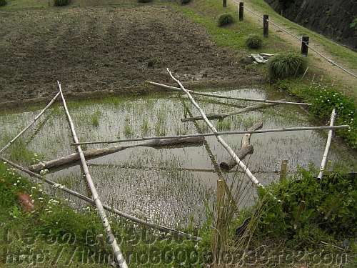 「麦秋至」の錦織公園河内の里の田んぼの横の苗代で育っている稲