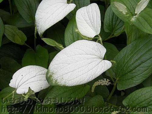 花のように見えるハンゲショウの白い葉と本当の花