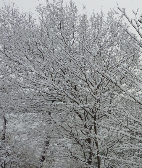雪に覆われた貝ヶ森の市有林