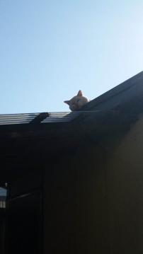 猫天井