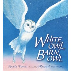white owl, barn owl