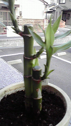 植物 (4)