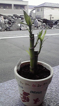 植物 (5)