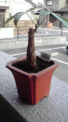 植物 (3)