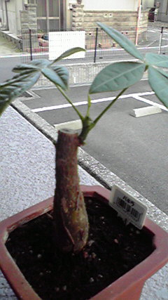 植物 (2)