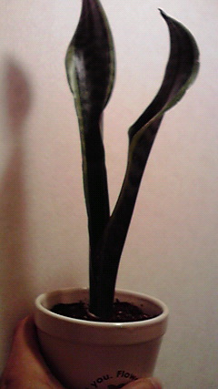 植物 (1)