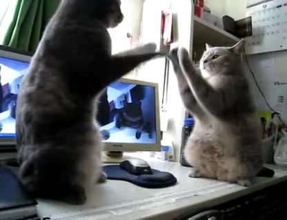 猫の喧嘩