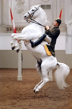 スペイン乗馬学校