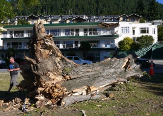 ワカティプ湖半の倒壊したポプラの木