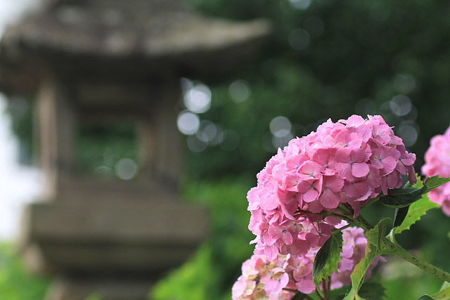 米子市　尾高　大神山神社　アジサイ　紫陽花