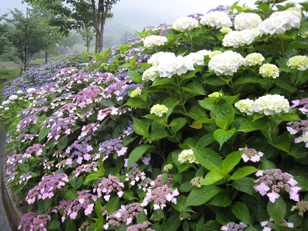 善通寺五岳の里市民集いの丘公園の紫陽花