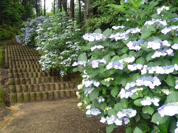 粟井神社の紫陽花