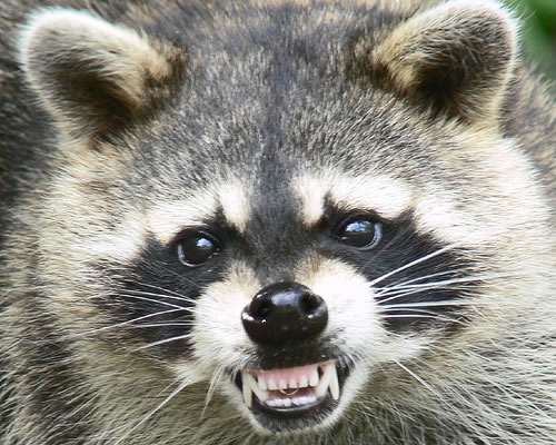 Raccoon Bites Off Penis 115