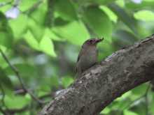 $都内で野鳥撮影-栃木県民の森　野鳥　キビタキ