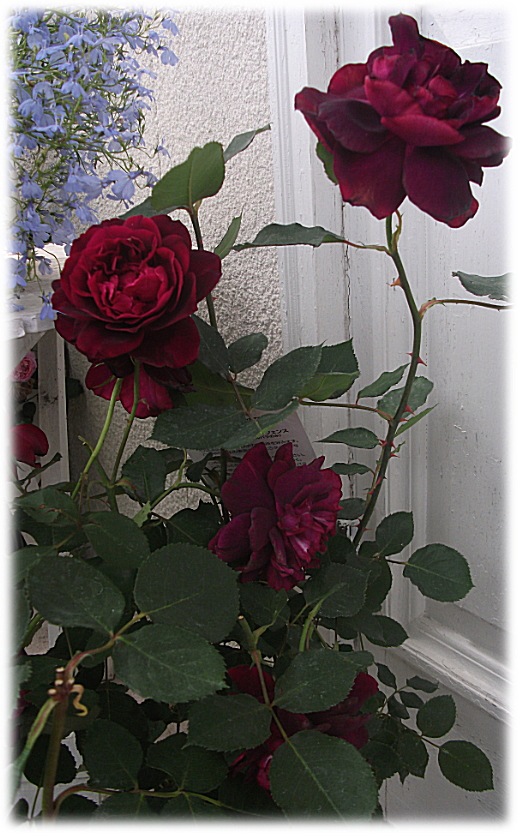 フランシス デュブリュイ 秋バラと春バラ ～* オールドローズ 魅惑的な黒赤ベルベットのとても美しい花！ 陶酔ものの芳香☆ *～ 妖精のローズ ガーデン